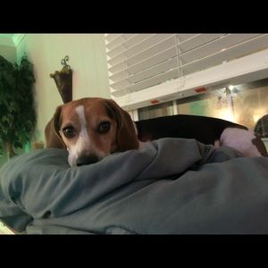 Meet your Posher, Samantha